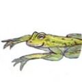 Herbert